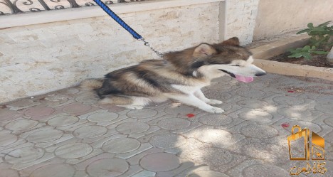 Generic placeholder image